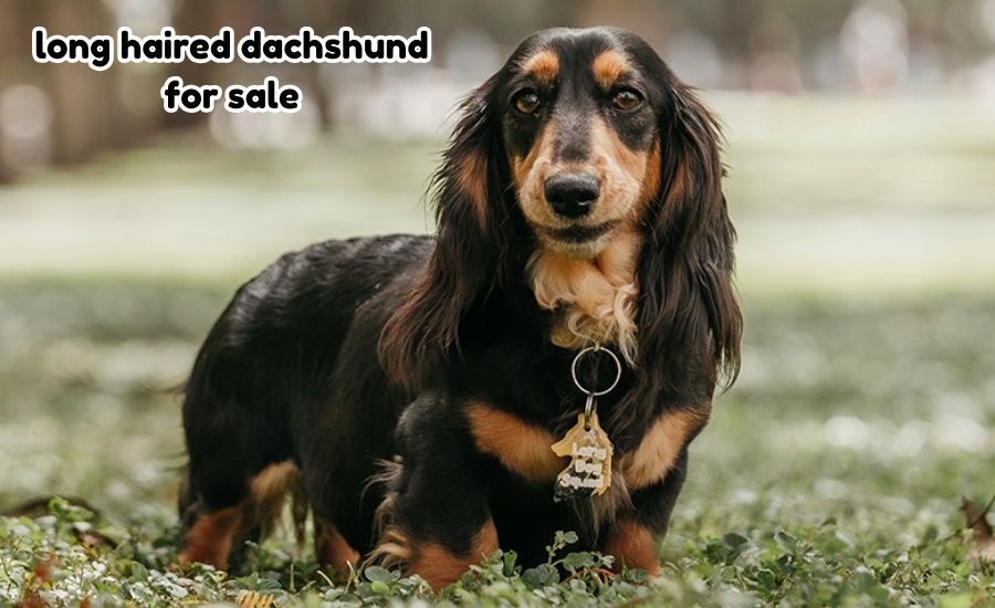 long haired dachshund for sale