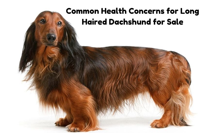 long haired dachshund for sale